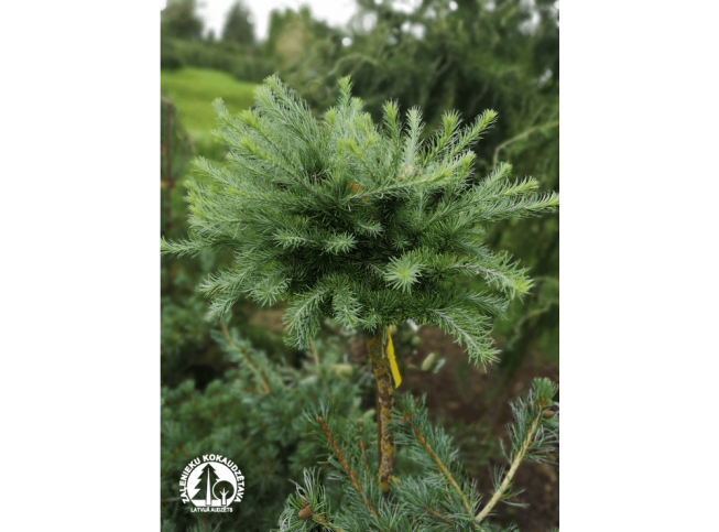 Larix kaempferi   'Grey Pearl'